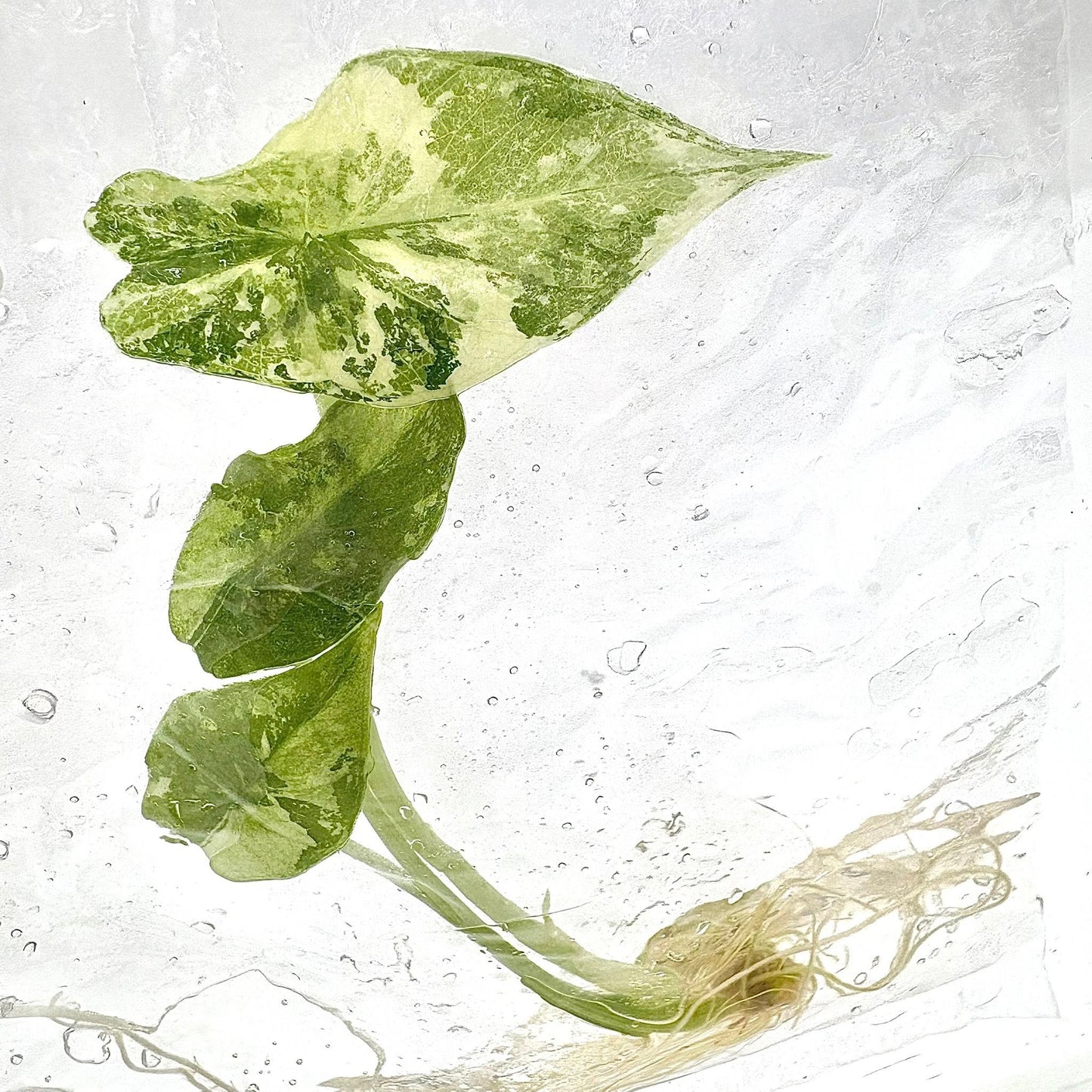 Alocasia Simpo Albo
