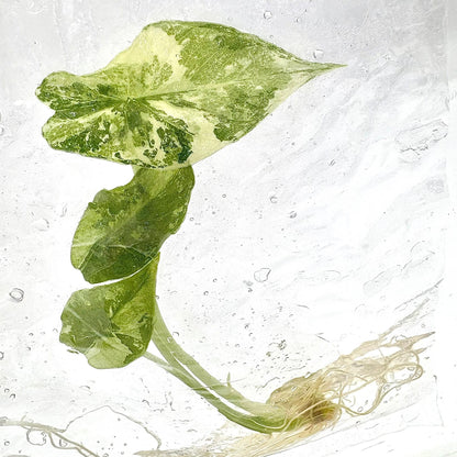 Alocasia Simpo Albo