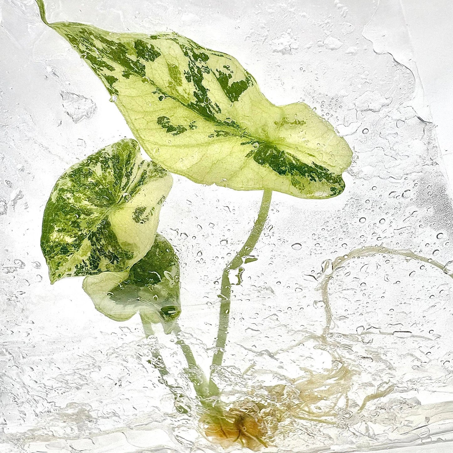 Alocasia Simpo Albo