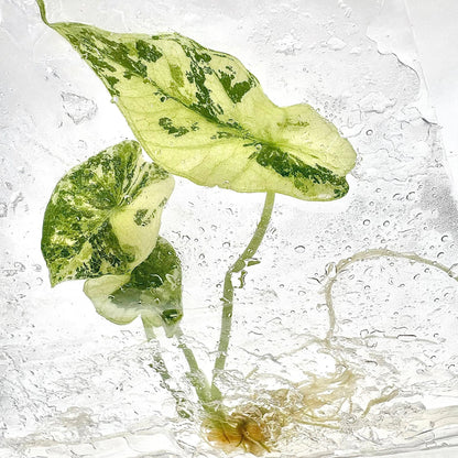 Alocasia Simpo Albo