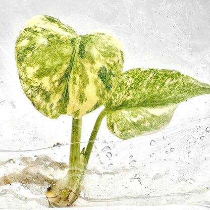 Monstera Deliciosa Legacy Variegated