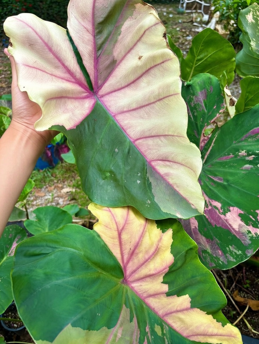Colocasia Pink Pastel