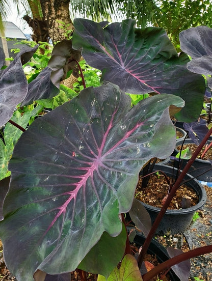 Colocasia Pink Rhino