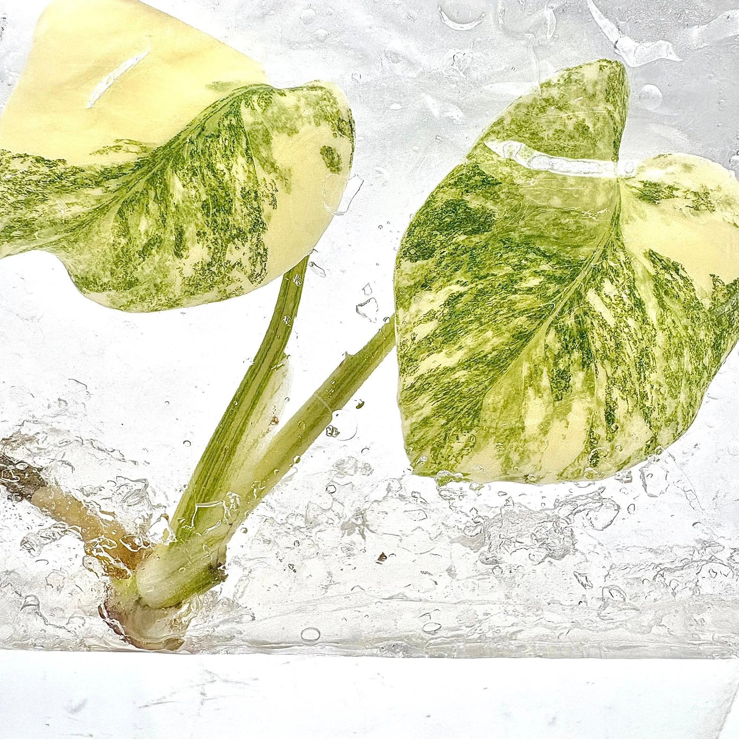 Monstera Deliciosa Legacy Variegated