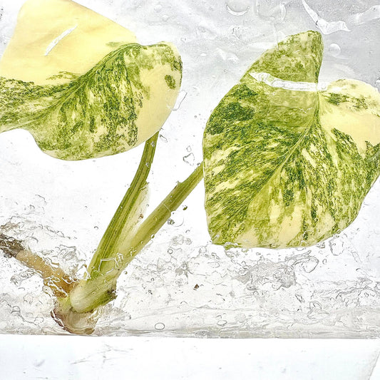 Monstera Deliciosa Legacy Variegated