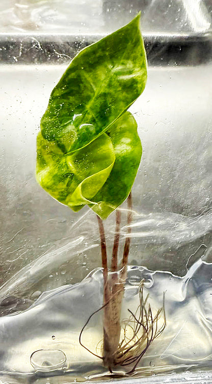 Alocasia Pseudo Sanderiana Aurea