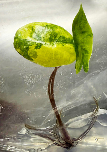 Alocasia Pseudo Sanderiana Aurea