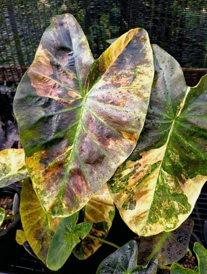 Colocasia Asadung