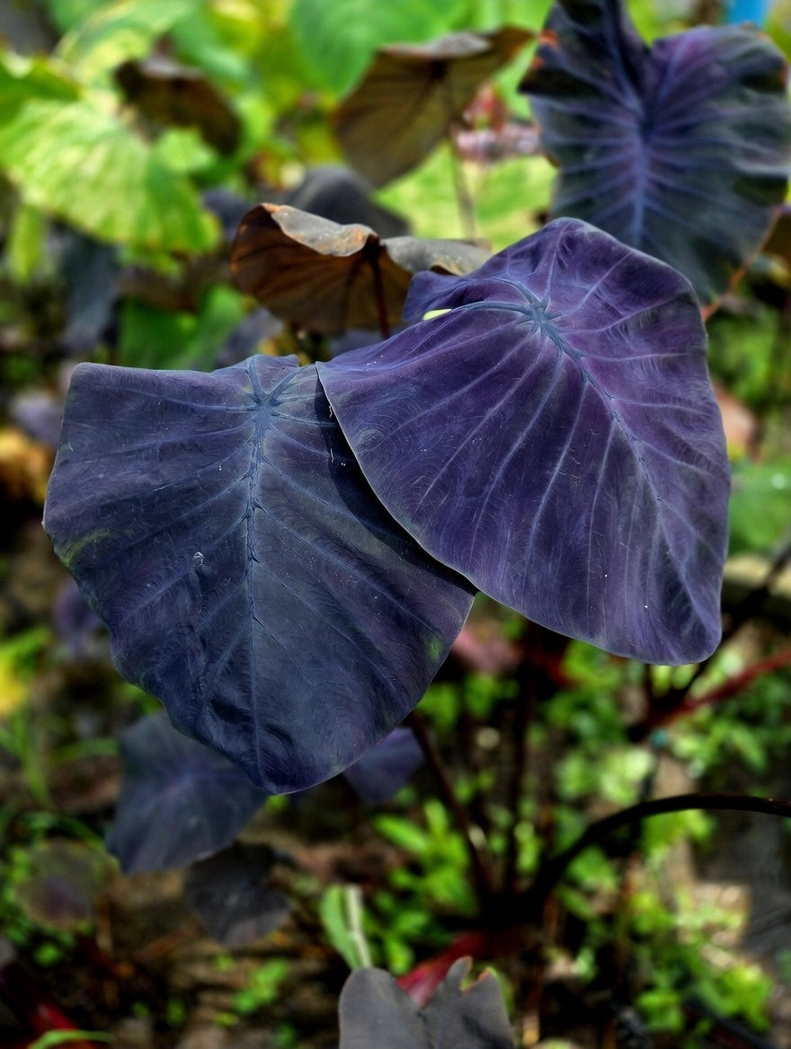 Colocasia Dark Pharaoh
