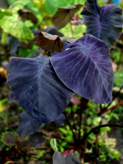 Colocasia Dark Pharaoh