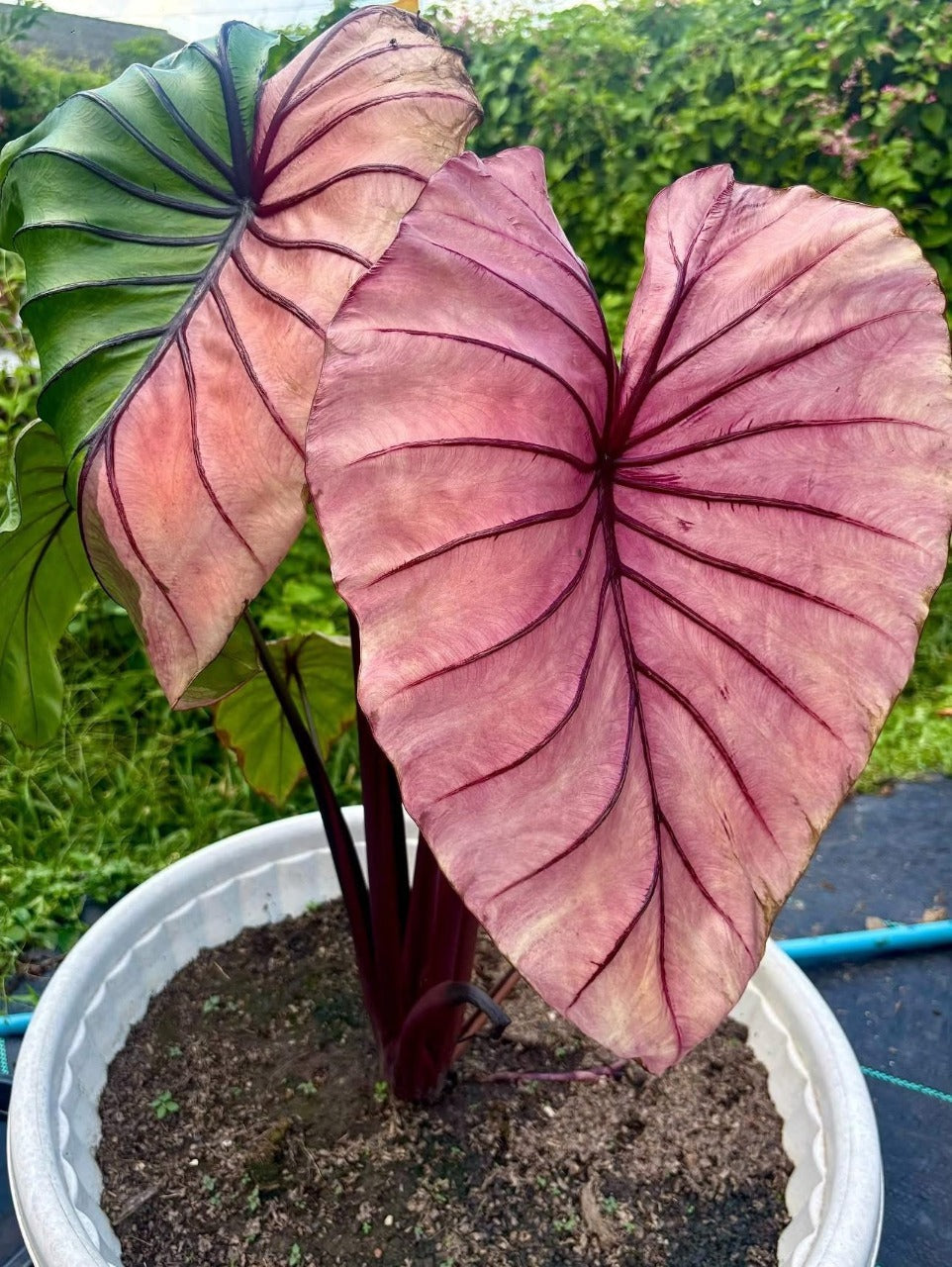 Colocasia Pharaoh's Mask Fuchsia