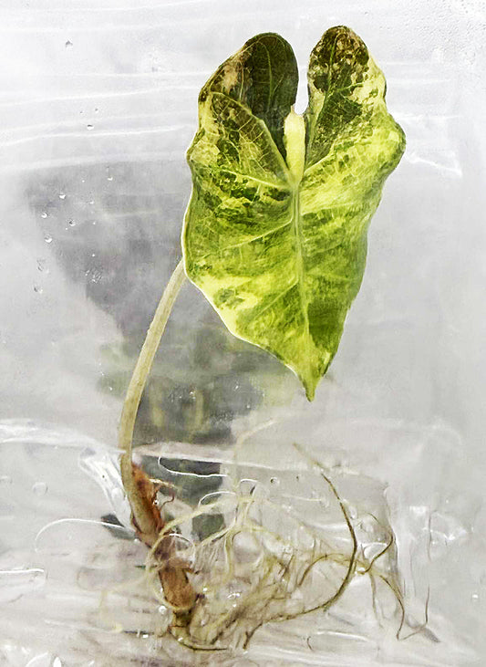 Alocasia Amazonica Aurea Variegated