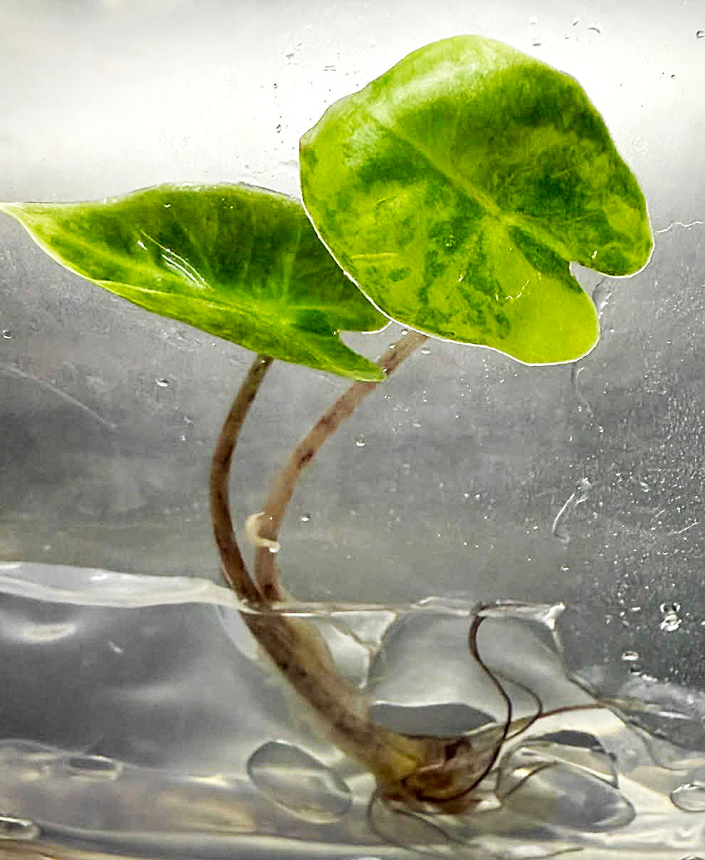 Alocasia Pseudo Sanderiana Aurea