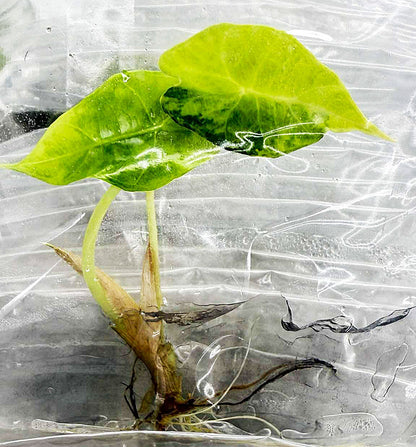 Alocasia Sanderiana Aurea Variegated