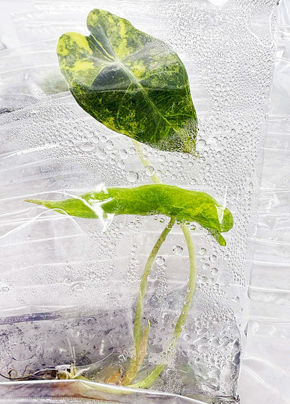 Alocasia Sanderiana Aurea Variegated