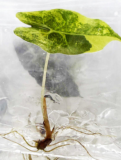 Alocasia Amazonica Aurea Variegated