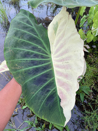 Colocasia Tani