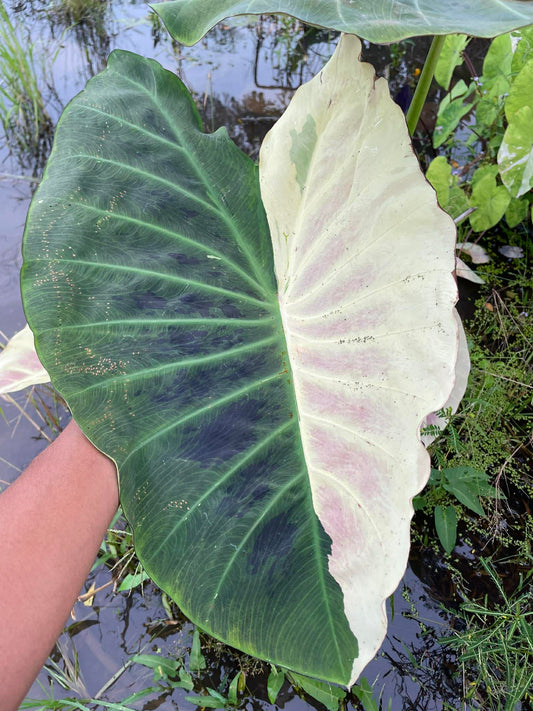 Colocasia Tani
