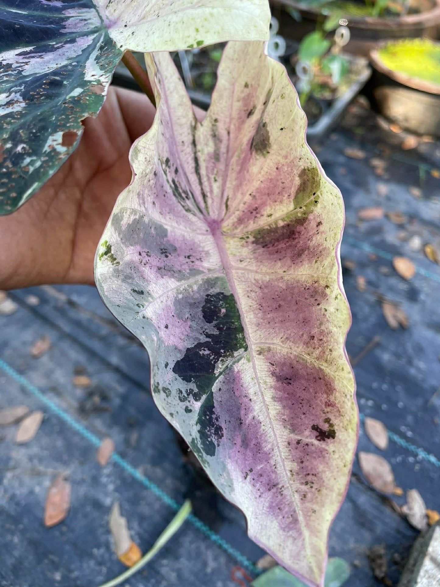 Colocasia Omen