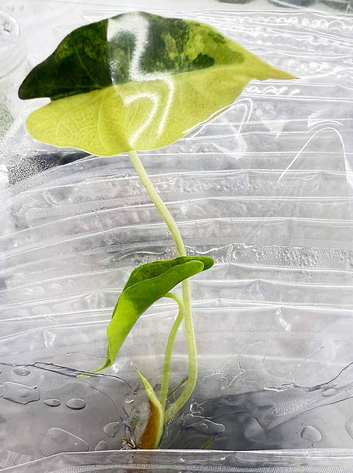 Alocasia Sanderiana Aurea Variegated