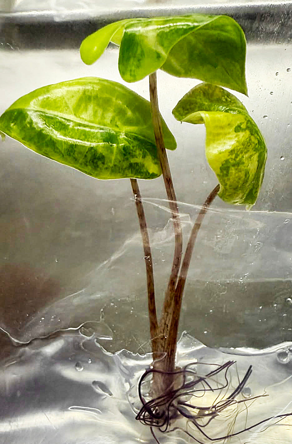 Alocasia Pseudo Sanderiana Aurea