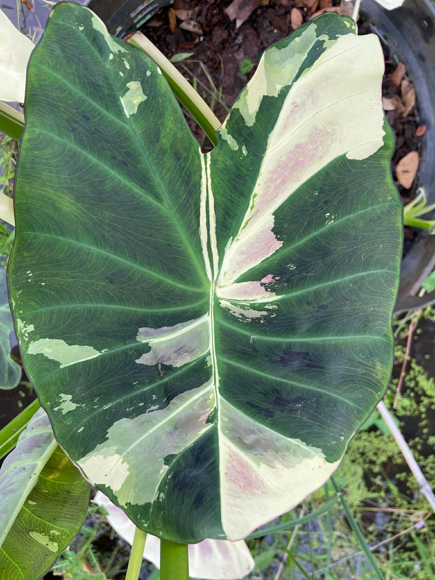 Colocasia Tani