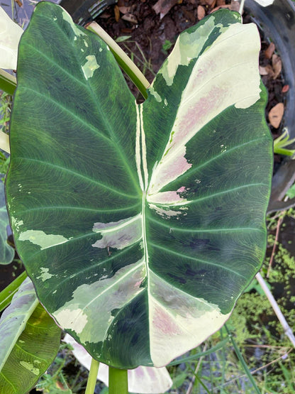 Colocasia Tani