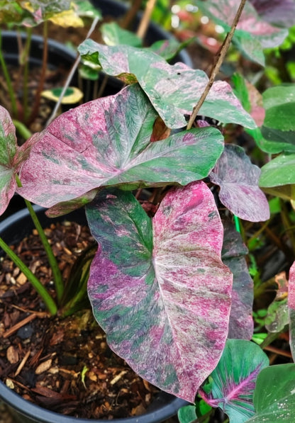 Colocasia Fantastic