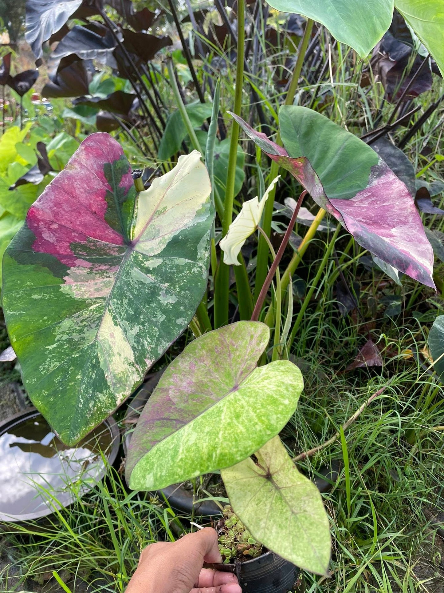 Colocasia Bua Chompoo (Pink Lotus)