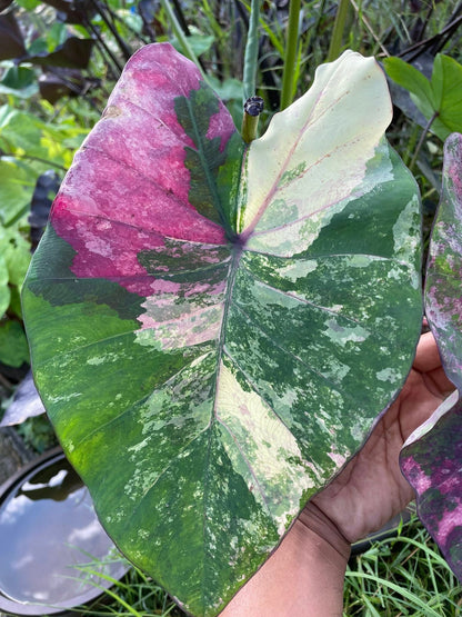 Colocasia Bua Chompoo (Pink Lotus)