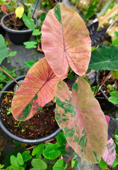 Colocasia Pink Lemonade