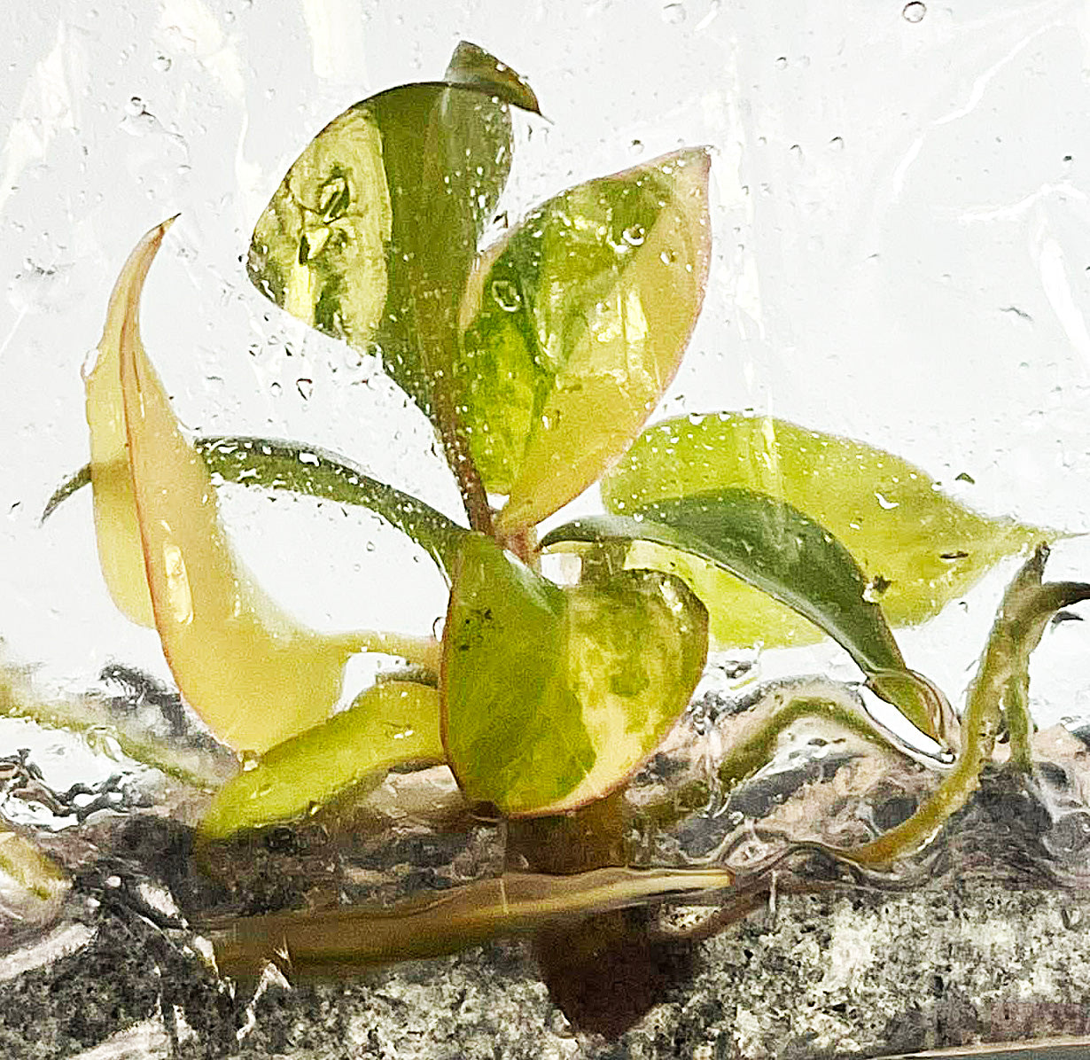 Philodendron Florida Beauty x Billitiae Variegated