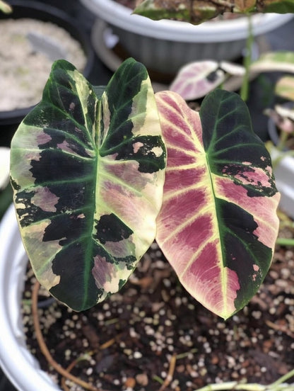 Colocasia Mangosteen