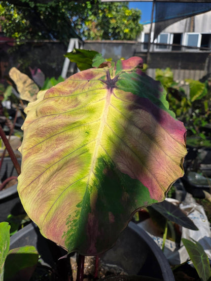 Colocasia Shadow Storm