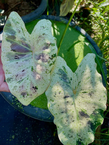 Colocasia White Naga