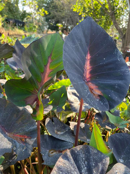 Colocasia Red Lava Cup