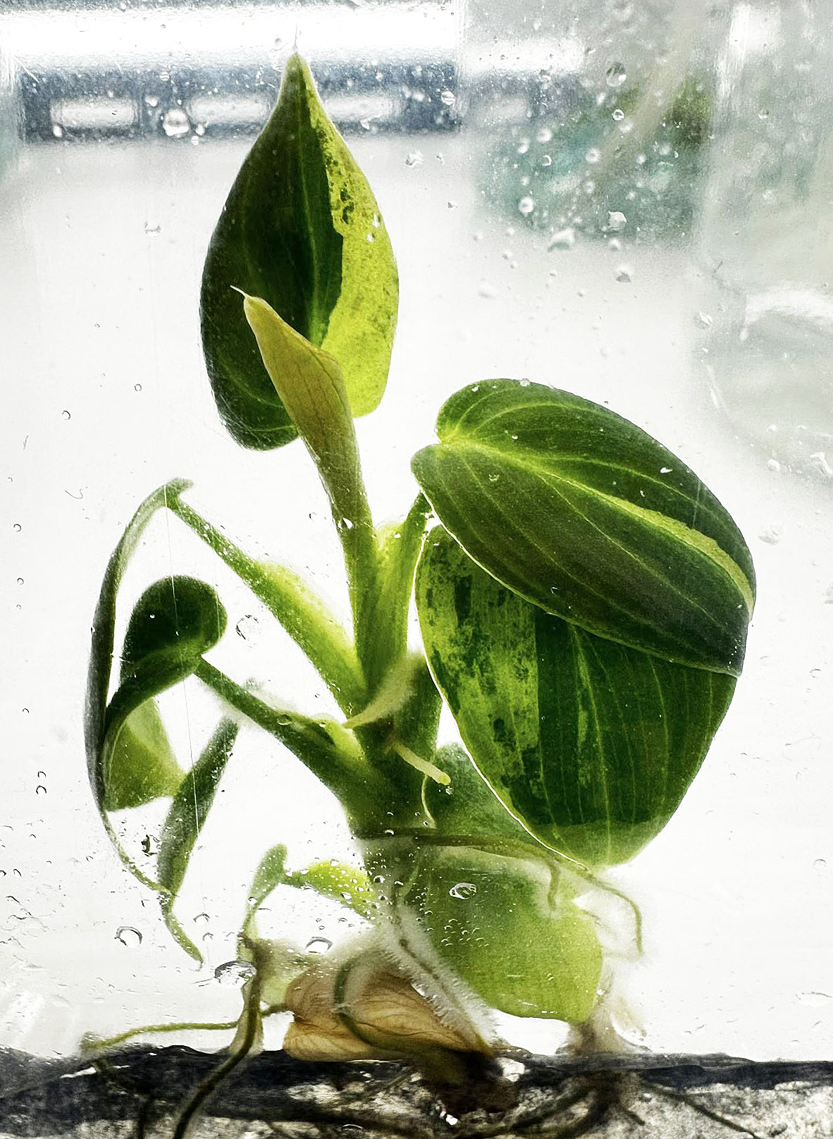 Philodendron Melanochrysum Variegated