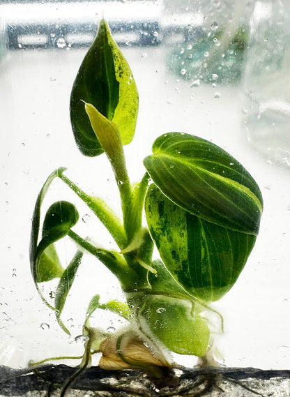 Philodendron Melanochrysum Variegated