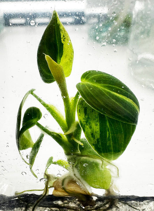 Philodendron Melanochrysum Variegated