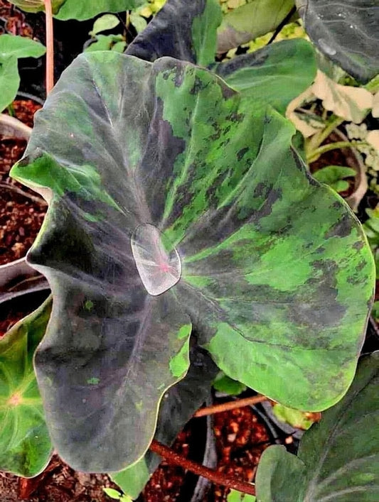 Colocasia Nebula