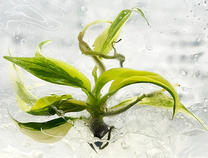 Philodendron Billietiae x Tortum Variegated