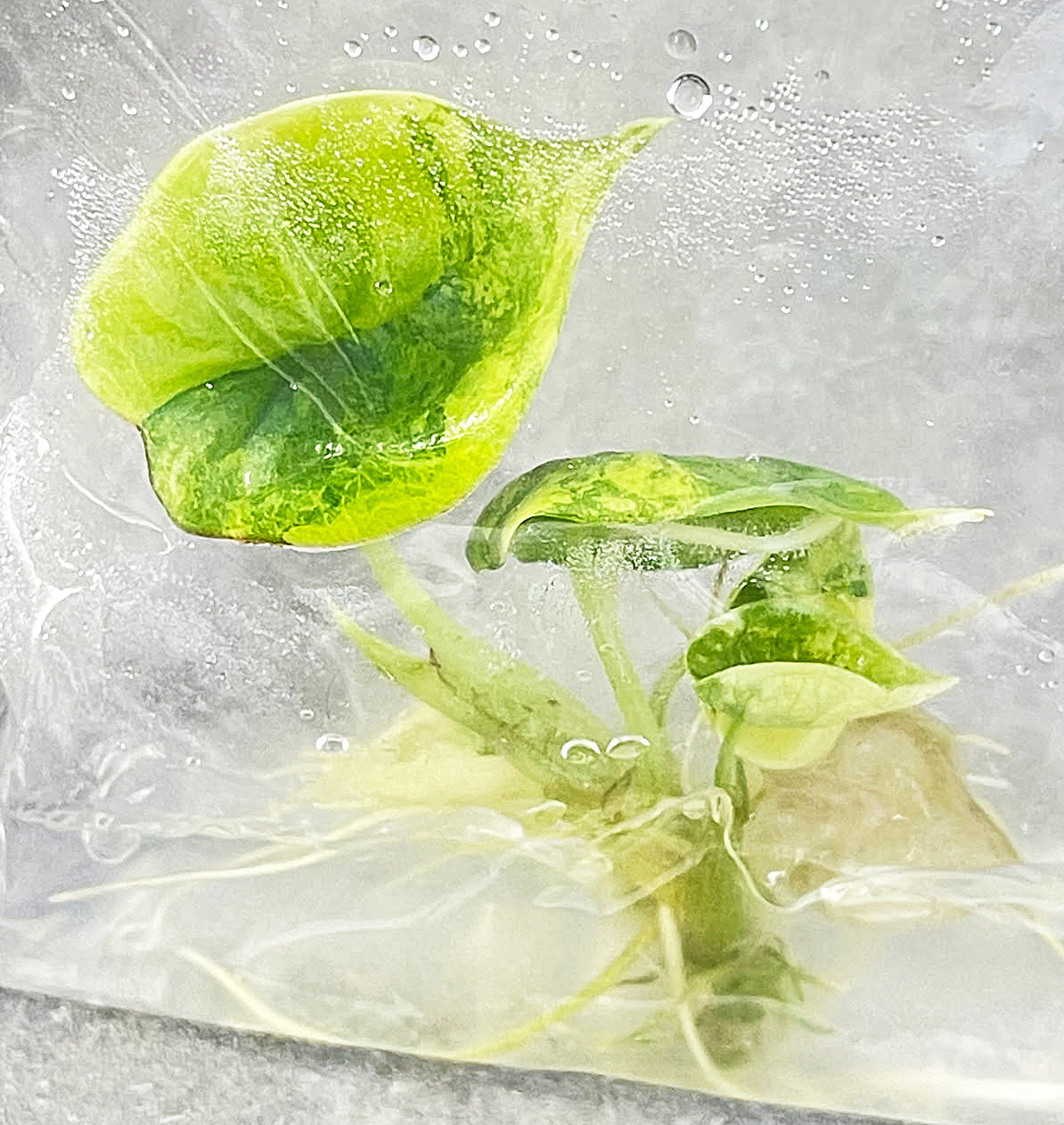 Alocasia Nebula Aurea Variegated