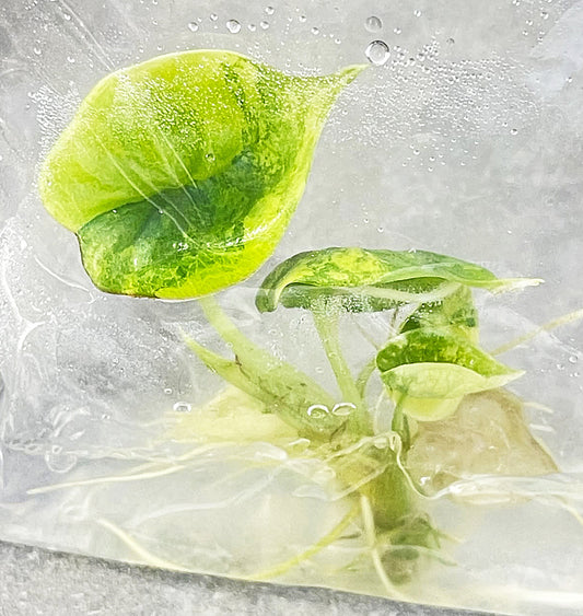 Alocasia Nebula Aurea Variegated