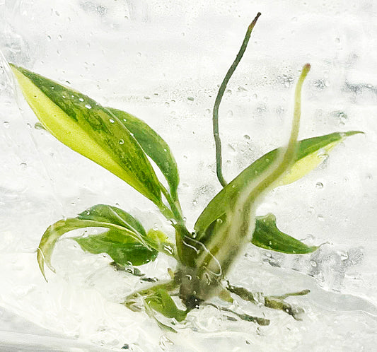 Philodendron Billietiae x Tortum Variegated