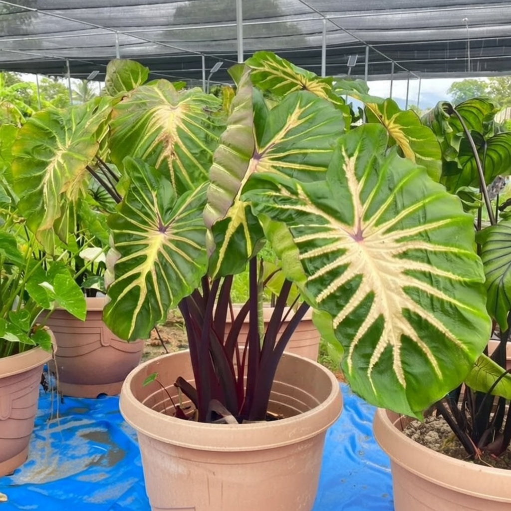 Colocasia White Lava