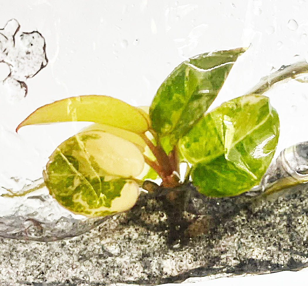 Philodendron Florida Beauty x Billitiae Variegated