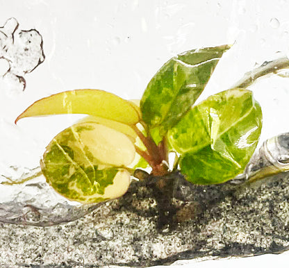 Philodendron Florida Beauty x Billitiae Variegated