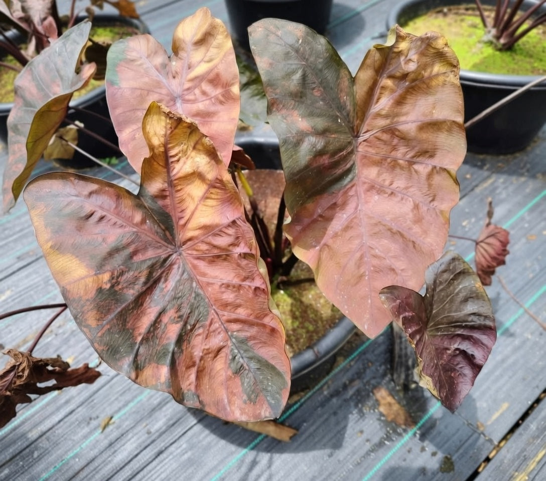 Colocasia Brownies