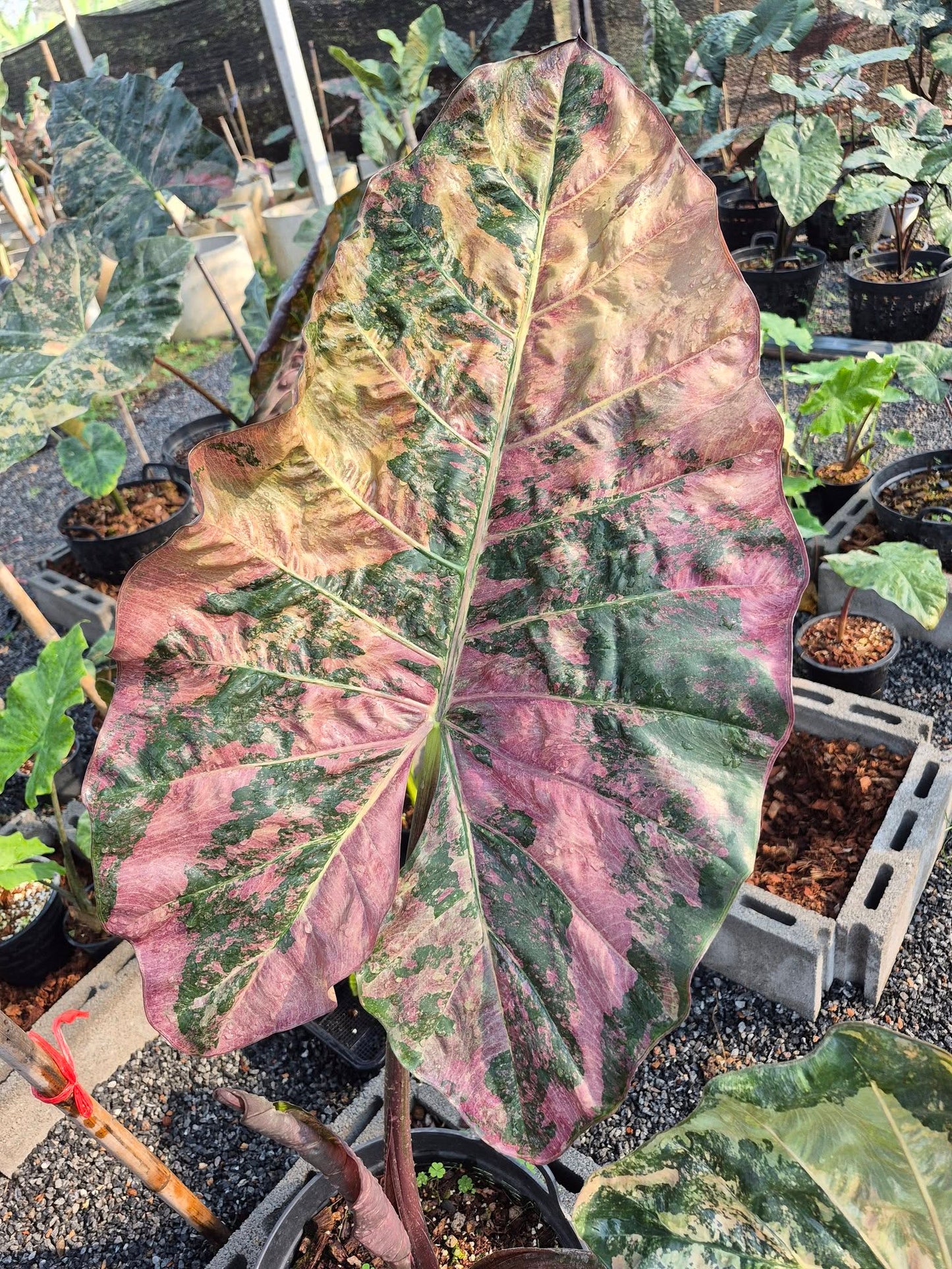 Alocasia Plumbea Nigra Pink