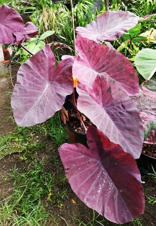 Colocasia Magenta